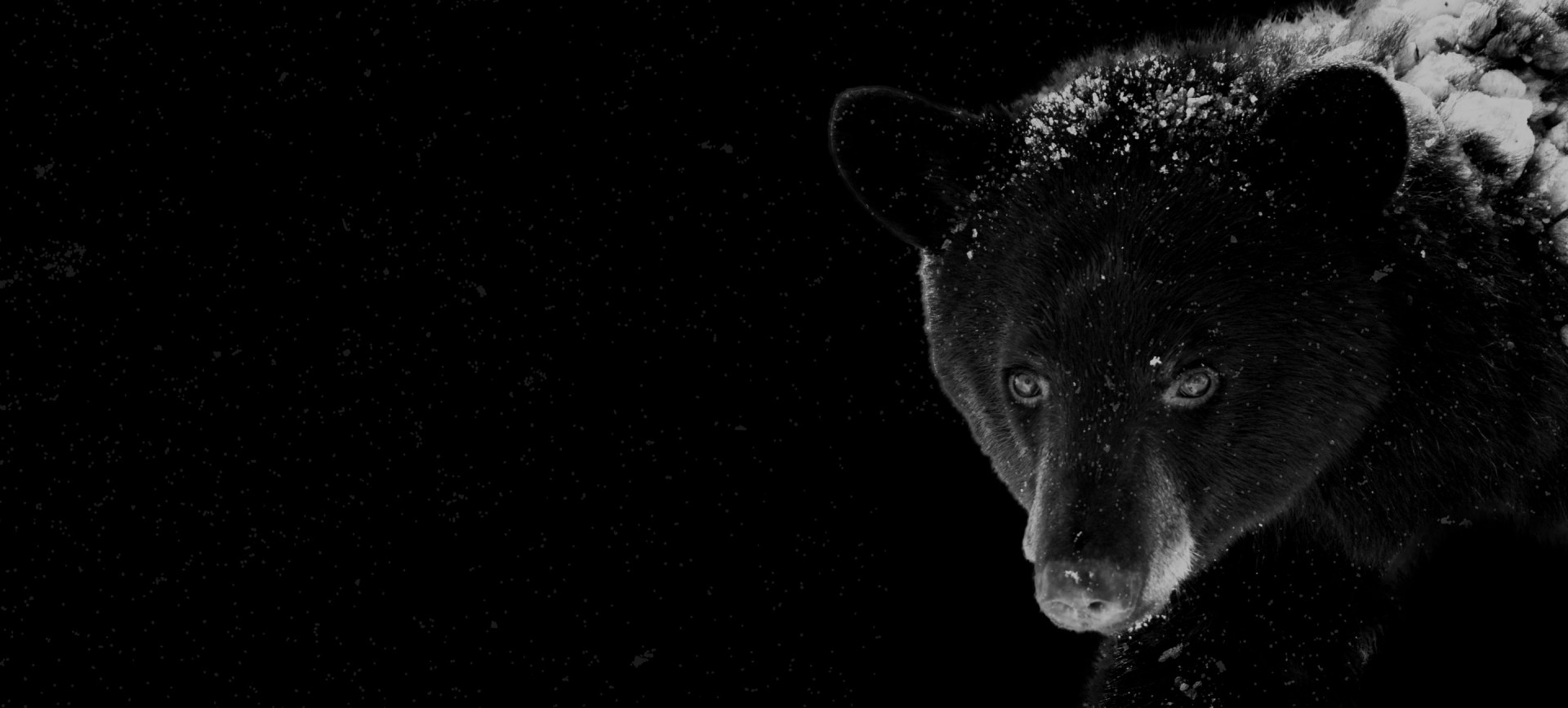 Photo d'un ours brun en hiver